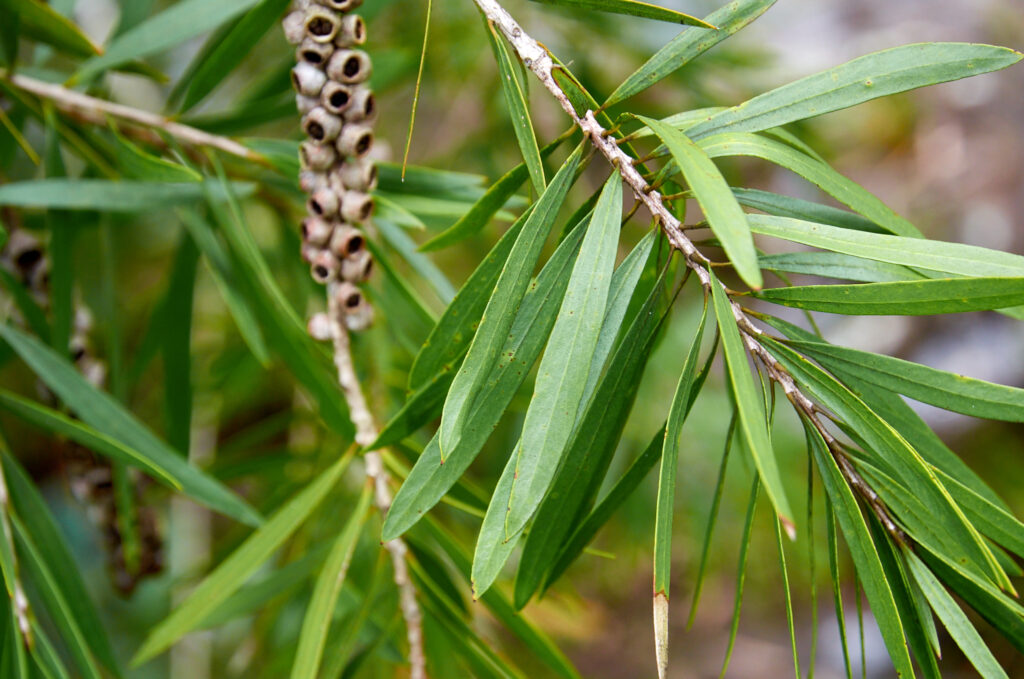 Melaleuca citrina - Maurice