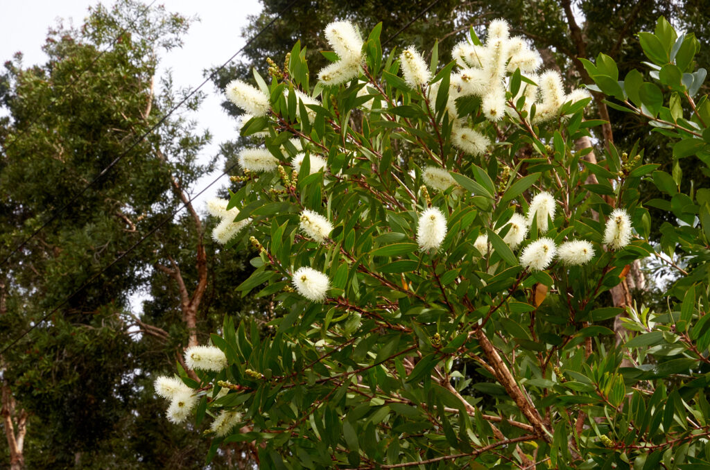 Melaleuca quinquenervia - Maurice