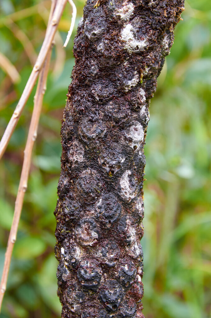 Alsophila borbonica var. sevathiana - Maurice