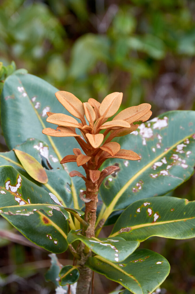 Sideroxylon puberulum - Maurice