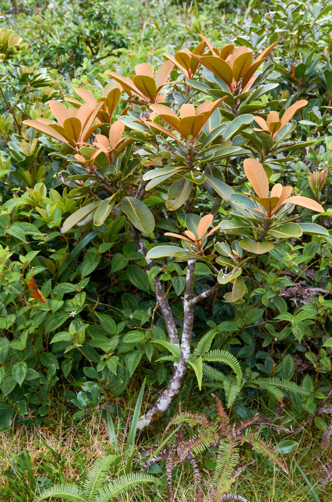 Sideroxylon puberulum - Maurice