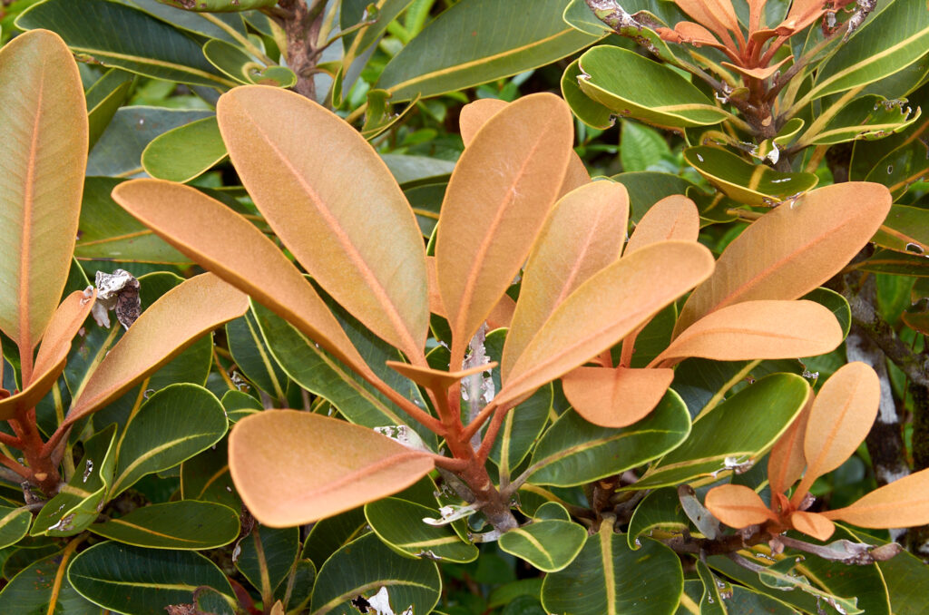 Sideroxylon puberulum - Maurice