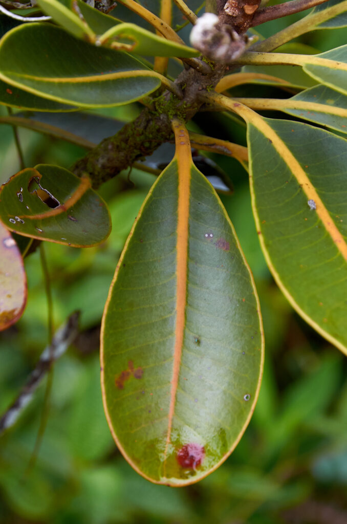 Sideroxylon puberulum - Maurice