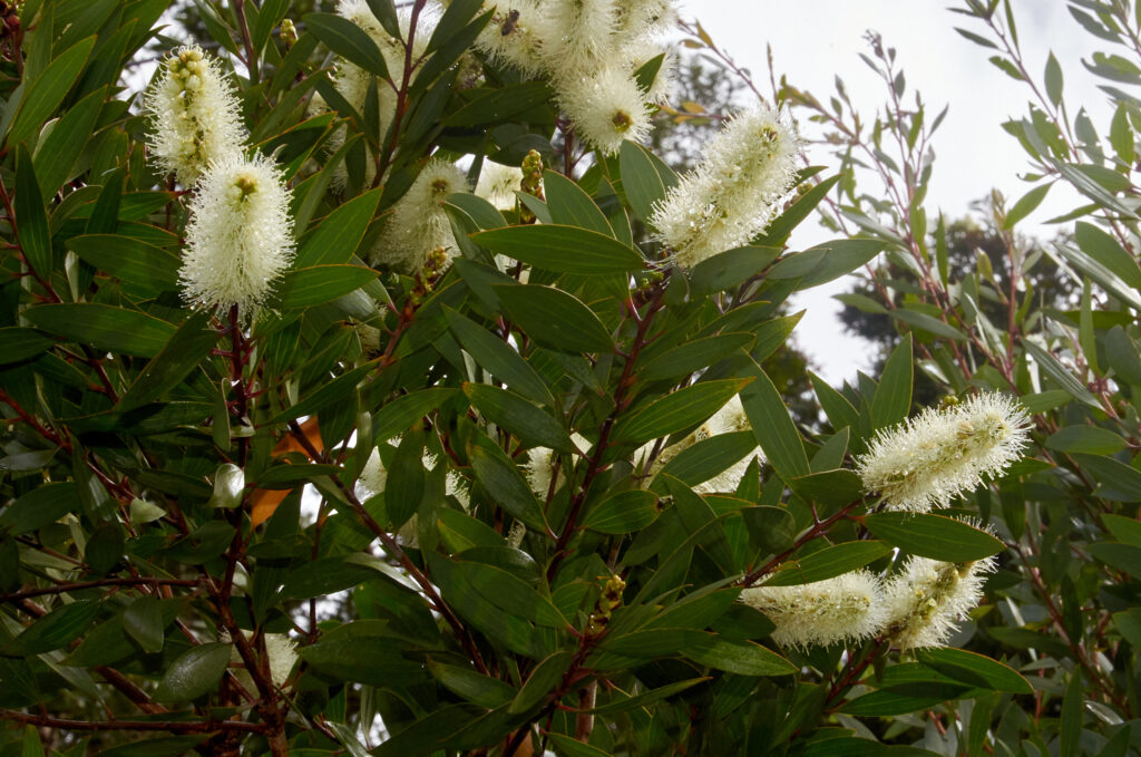 Melaleuca quinquenervia - Maurice