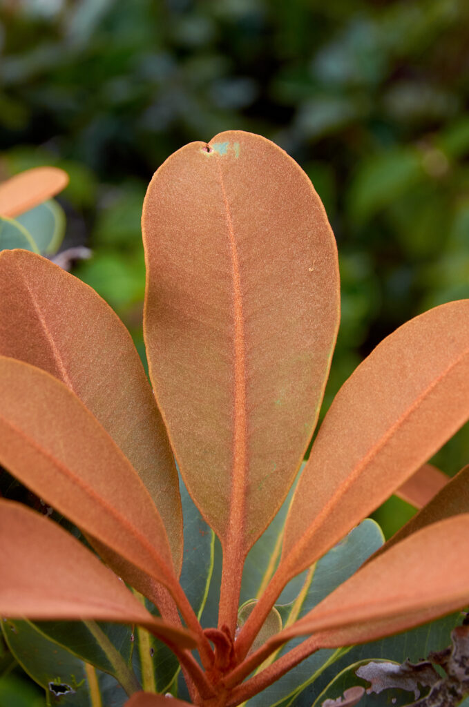 Sideroxylon puberulum - Maurice