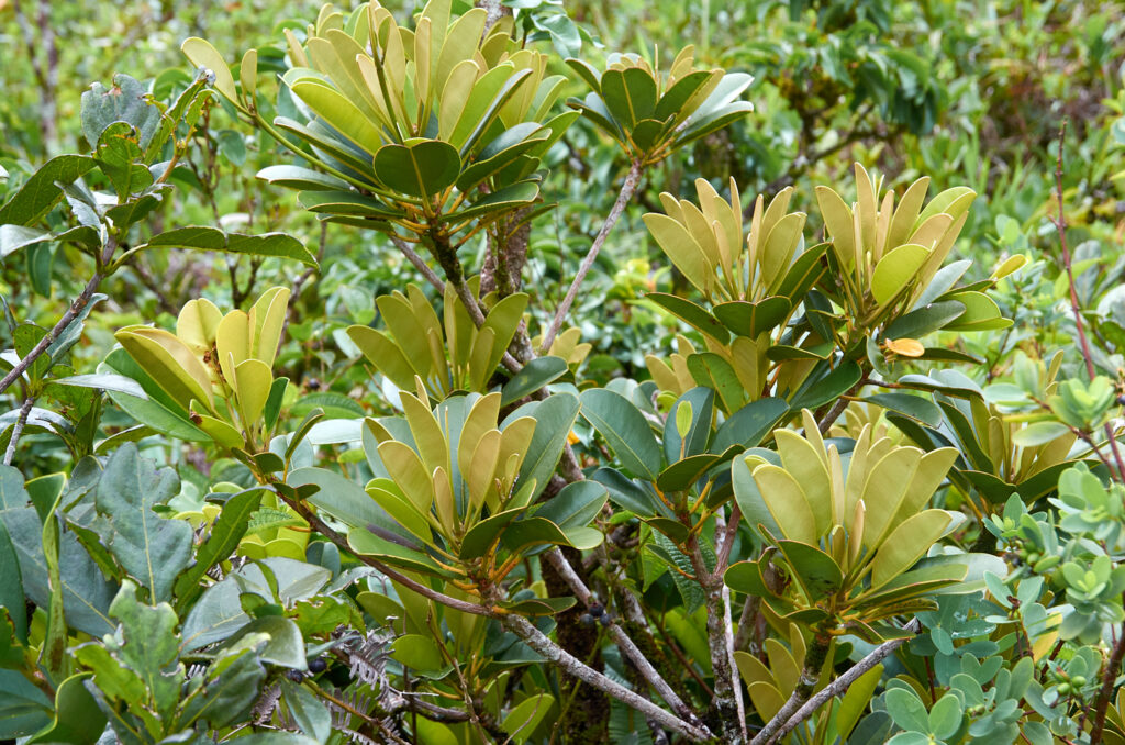Labourdonnaisia glauca - Maurice