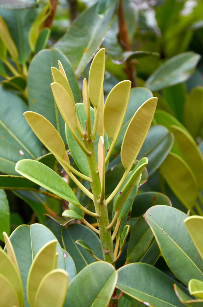 Labourdonnaisia glauca - Maurice