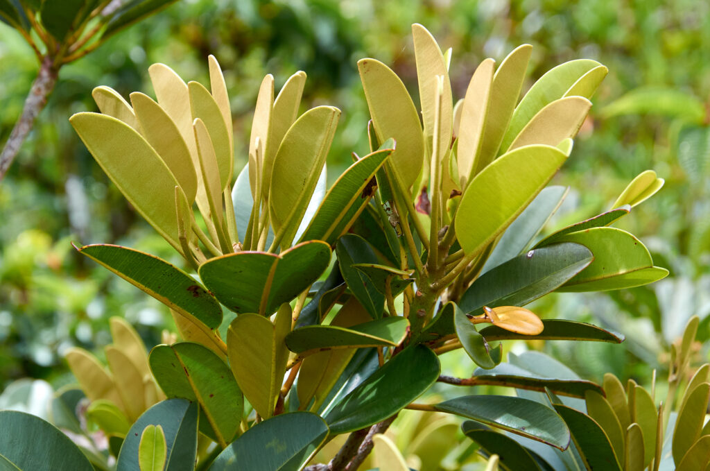 Labourdonnaisia glauca - Maurice