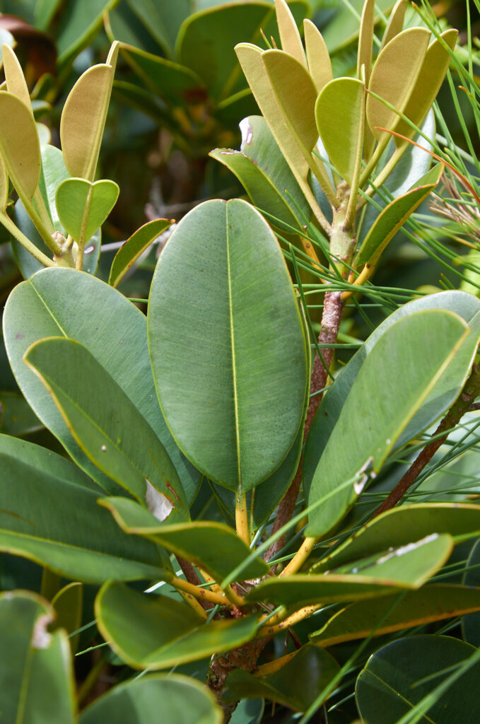 Labourdonnaisia glauca - Maurice
