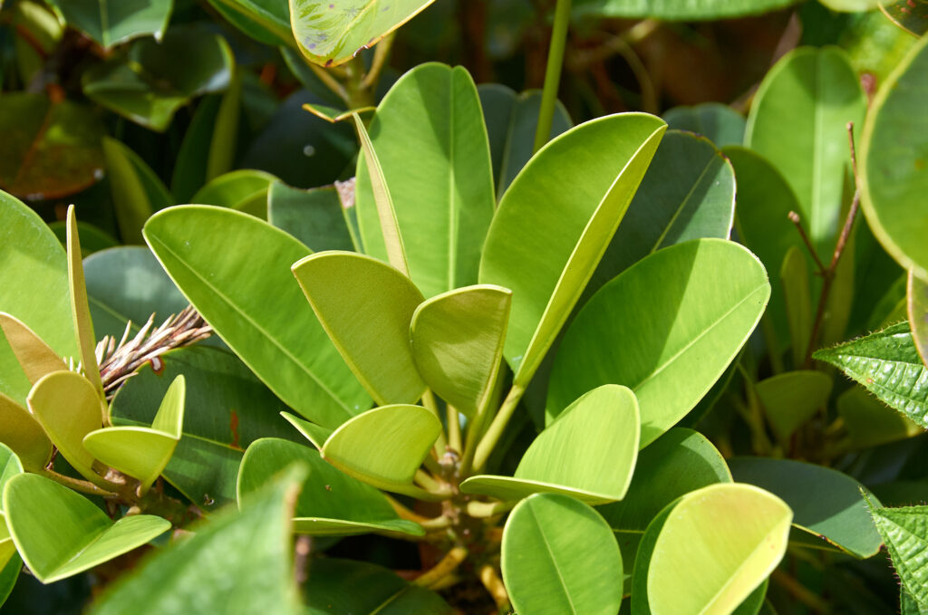 Labourdonnaisia glauca - Maurice