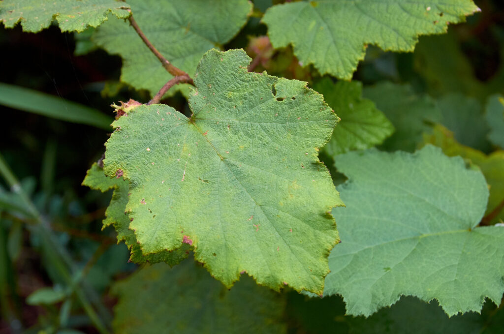 Rubus alceifolius - Maurice