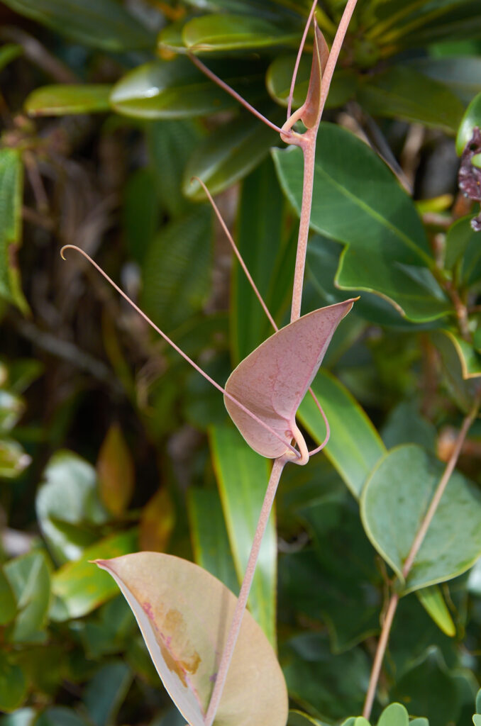 Smilax anceps - Maurice