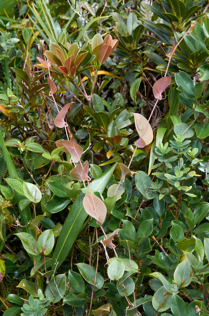 Smilax anceps - Maurice