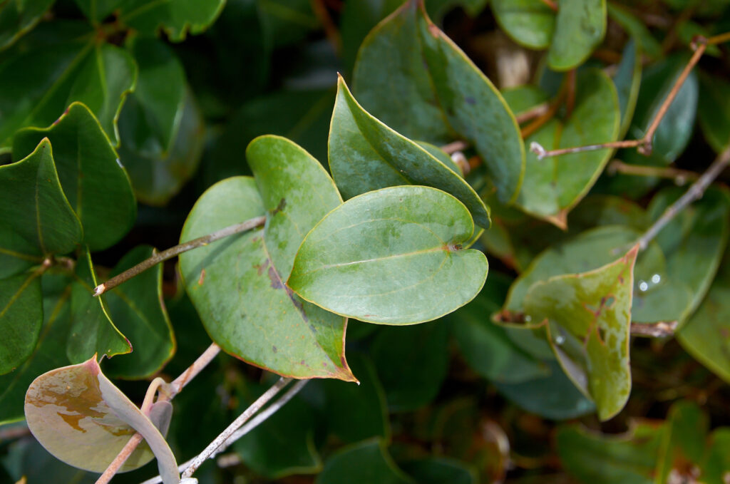 Smilax anceps -Maurice