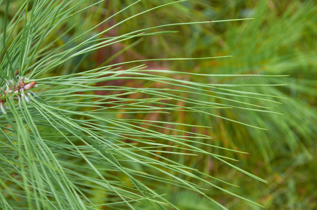 Pinus elliottii - Maurice