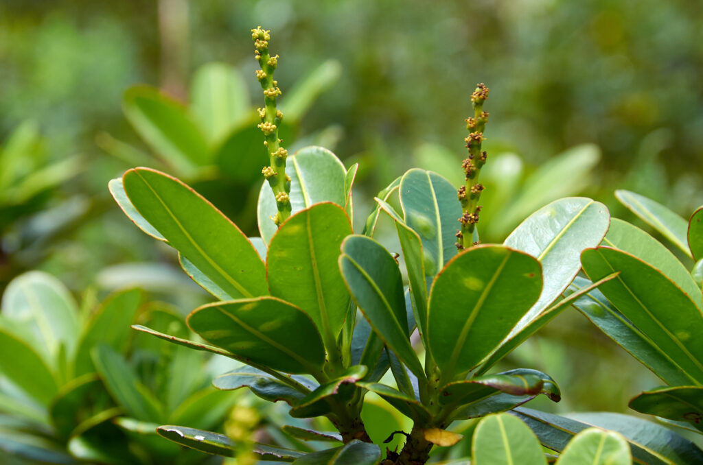 Stillingia lineata subsp. lineata - Maurice