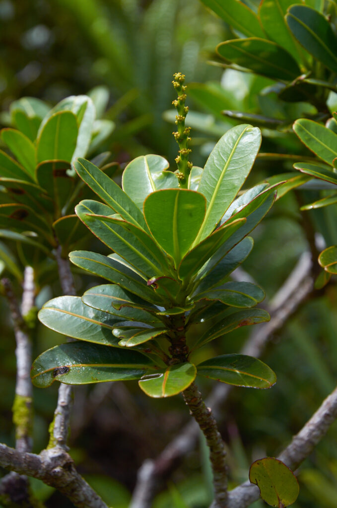 Stillingia lineata subsp. lineata - Maurice