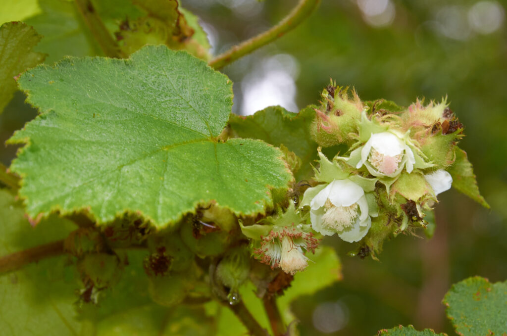 Rubus alceifolius - Maurice