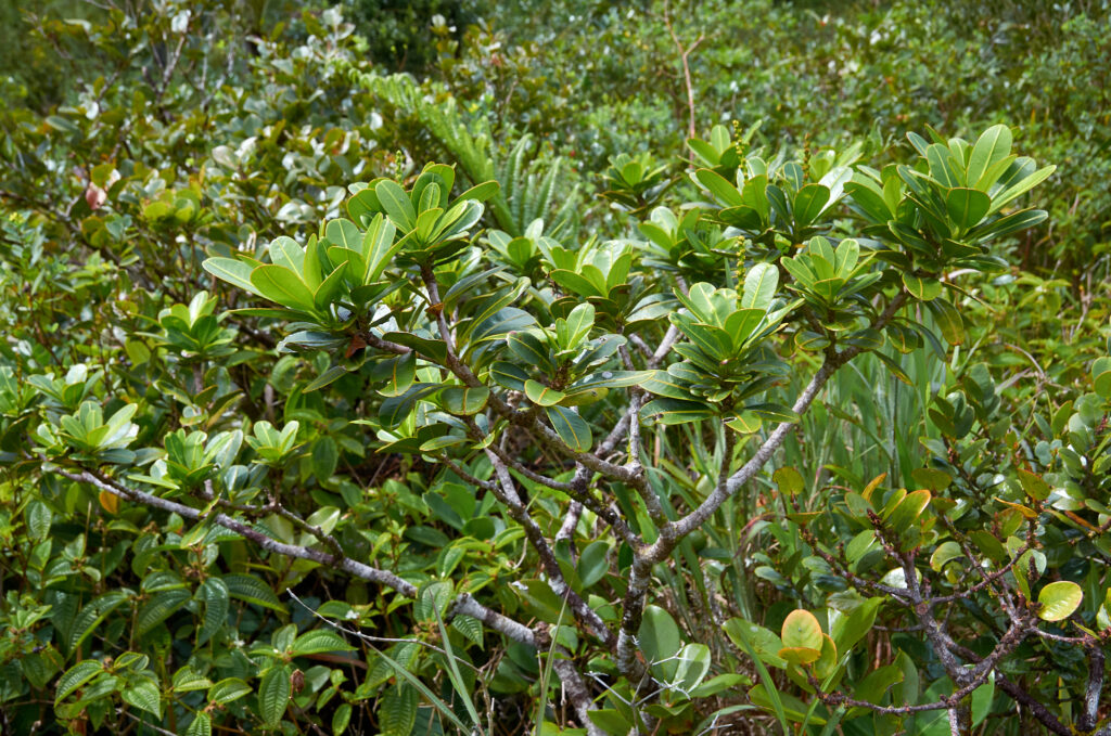 Stillingia lineata subsp. lineata - Maurice