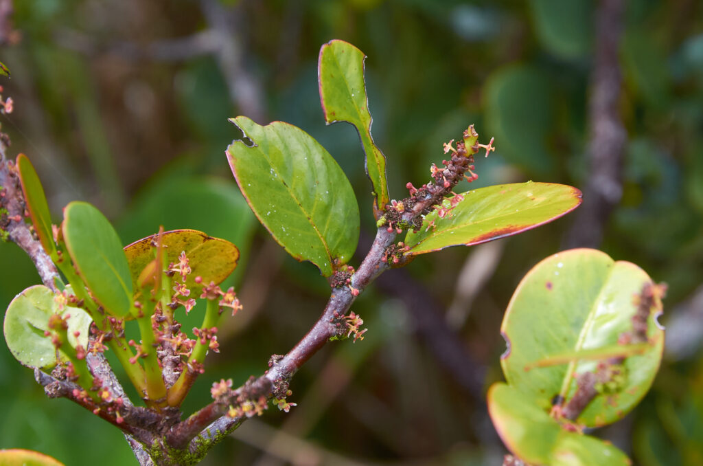 Phyllanthus phillyreifolius var. telfairianus - Maurice