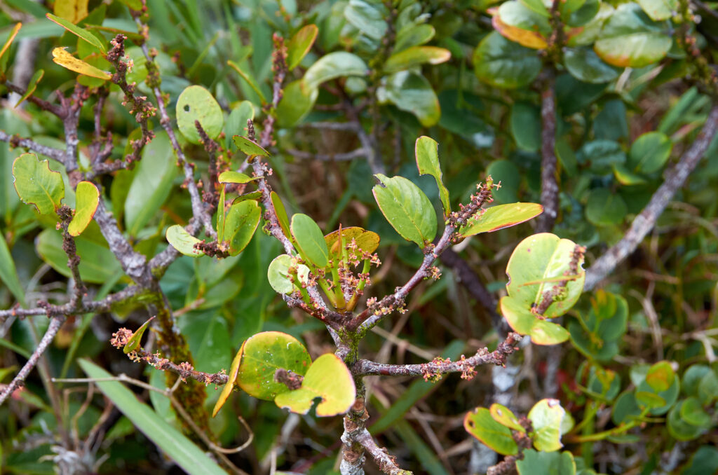 Phyllanthus phillyreifolius var. telfairianus - Maurice