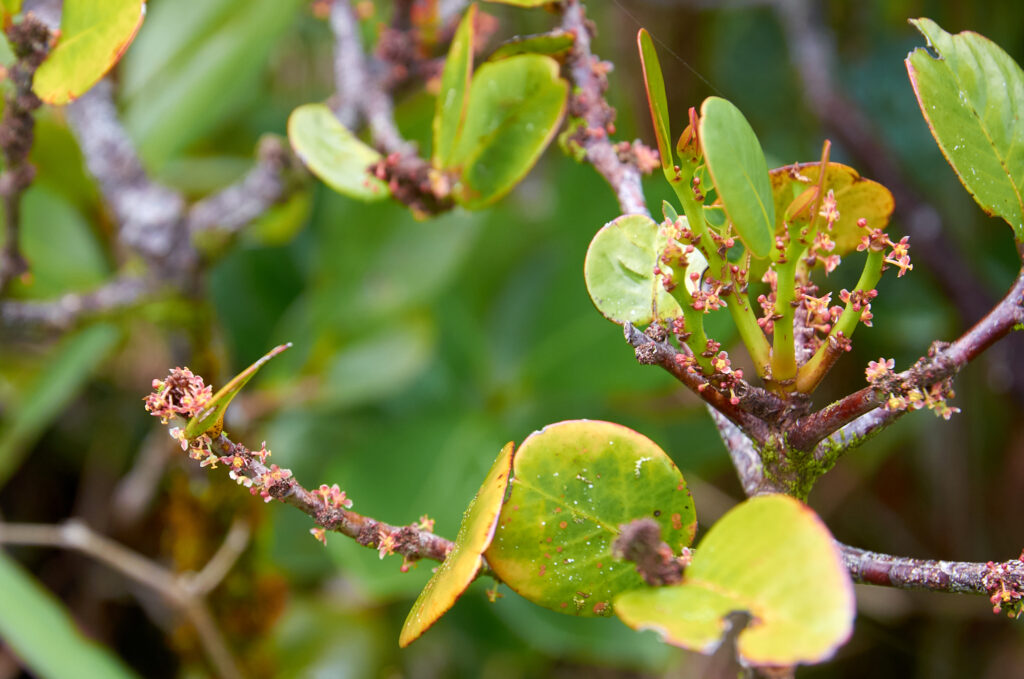 Phyllanthus phillyreifolius var. telfairianus - Maurice