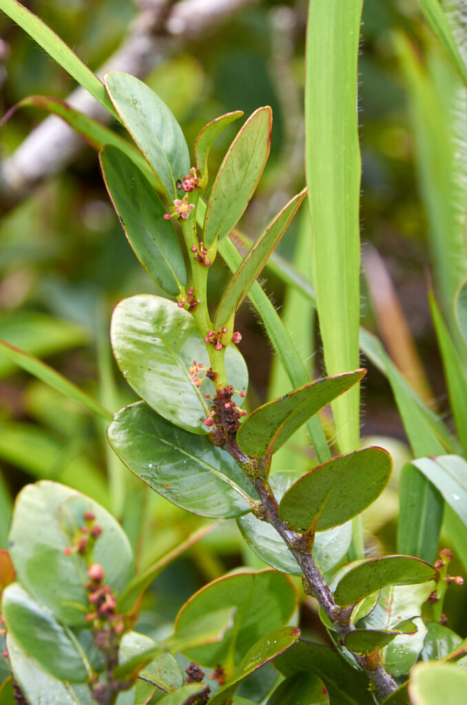 Phyllanthus phillyreifolius var. telfairianus - Maurice