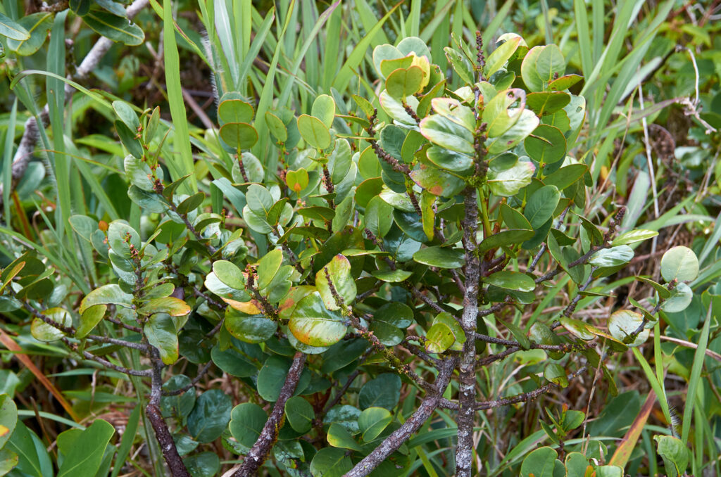 Phyllanthus phillyreifolius var. telfairianus - Maurice