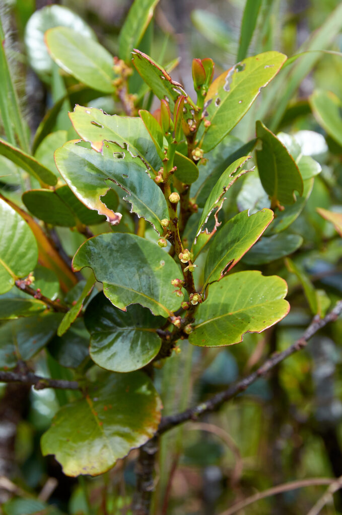 Phyllanthus phillyreifolius var. telfairianus - Maurice