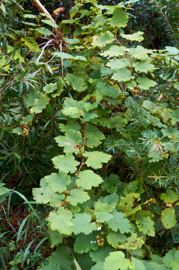 Rubus alceifolius - Maurice