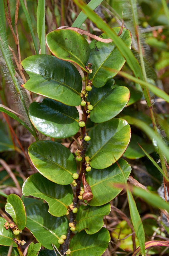 Phyllanthus phillyreifolius var. telfairianus - Maurice