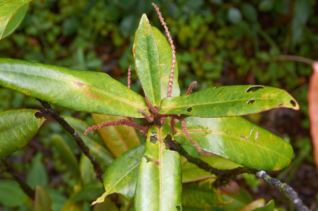 Acalypha integrifolia - Maurice