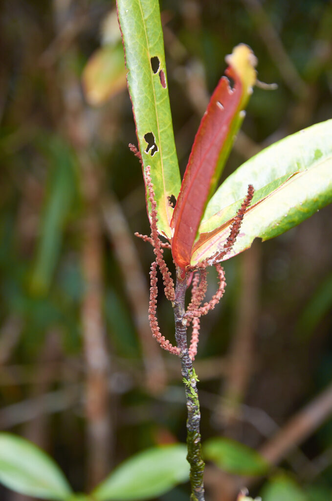 Acalypha integrifolia - Maurice