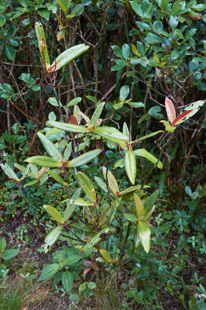 Acalypha integrifolia - Maurice