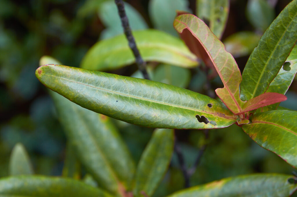 Acalypha integrifolia - Maurice