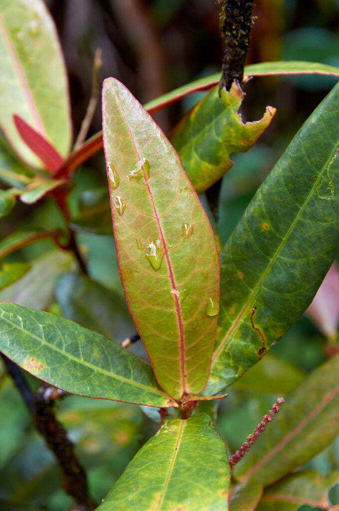 Acalypha integrifolia - Maurice