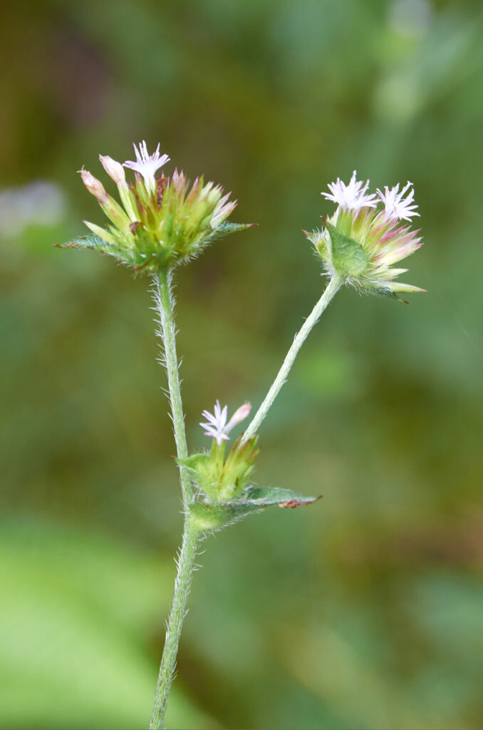 Elephantopus mollis - Maurice