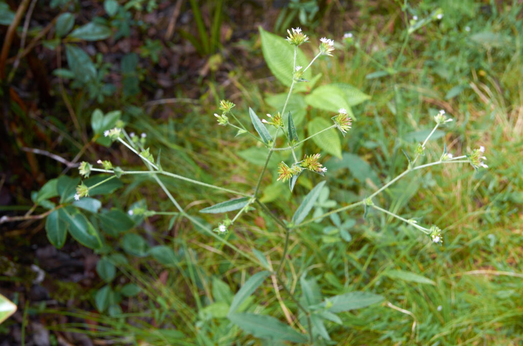 Elephantopus mollis - Maurice