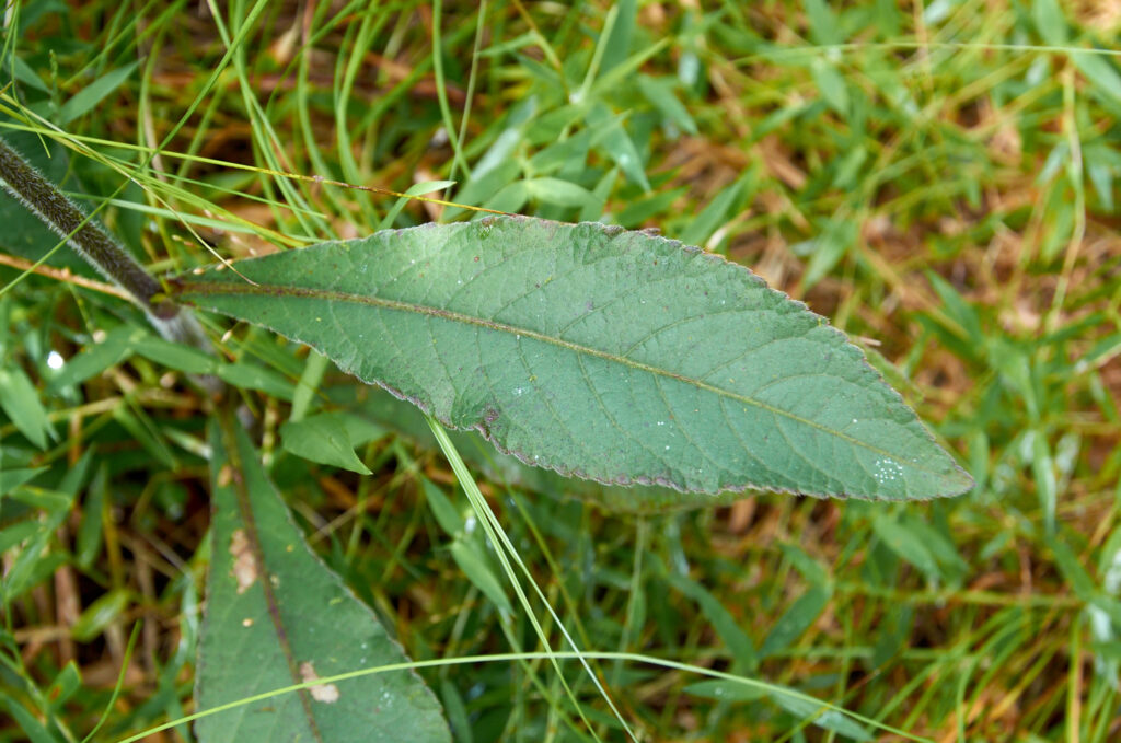 Elephantopus mollis - Maurice