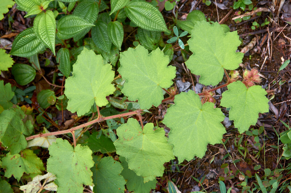 Rubus alceifolius - Maurice