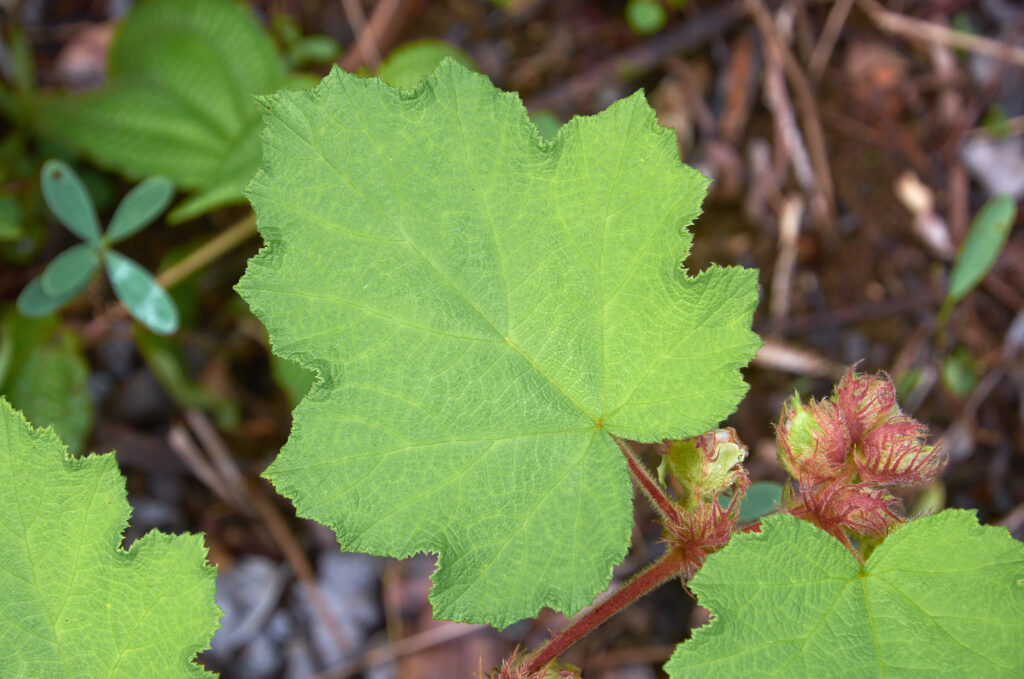 Rubus alceifolius - Maurice