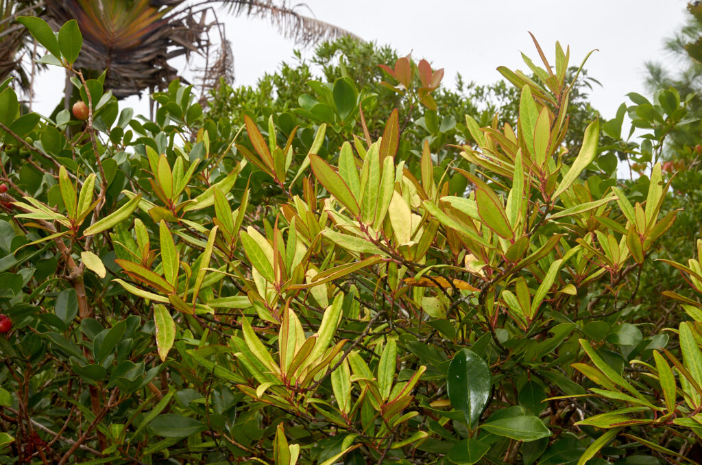Acalypha integrifolia - Maurice