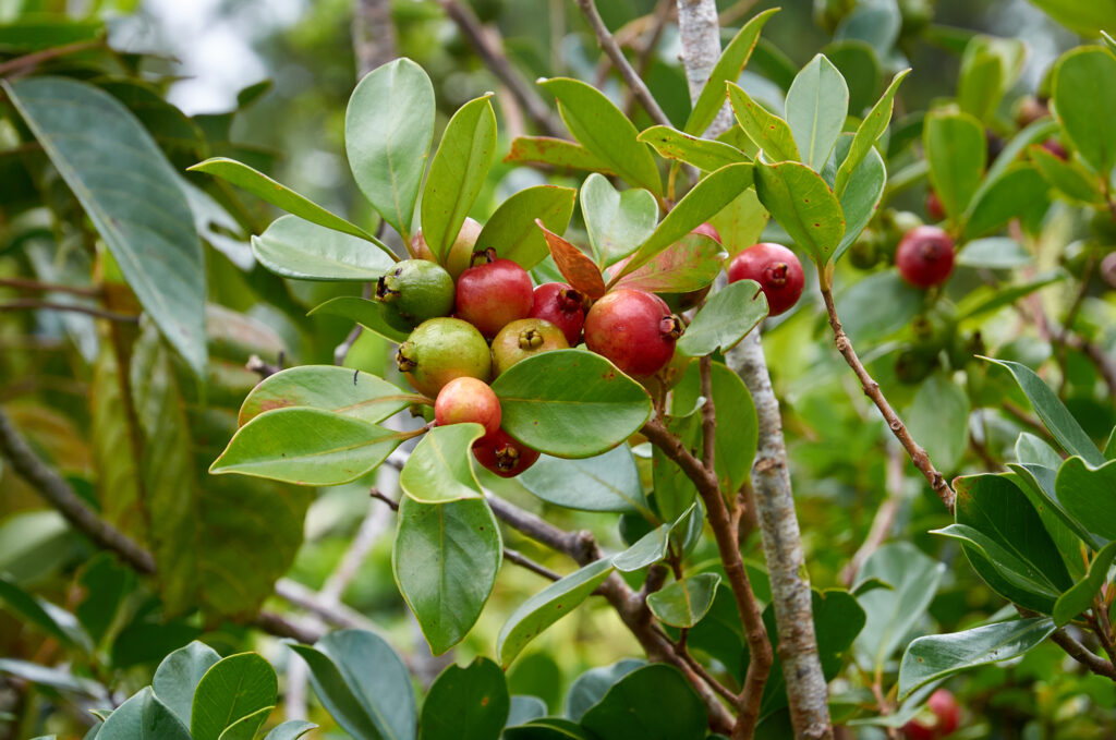 Psidium cattleyanum - Maurice