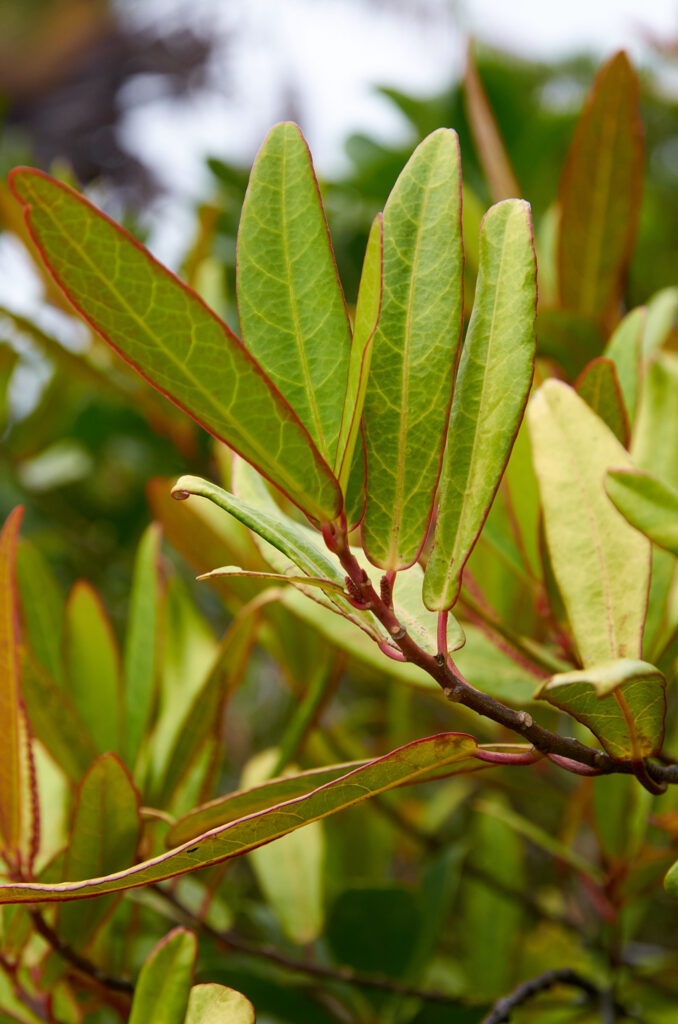 Acalypha integrifolia - Maurice