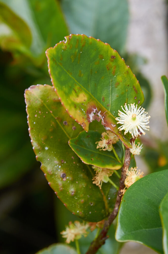 Aphloia theiformis - Maurice
