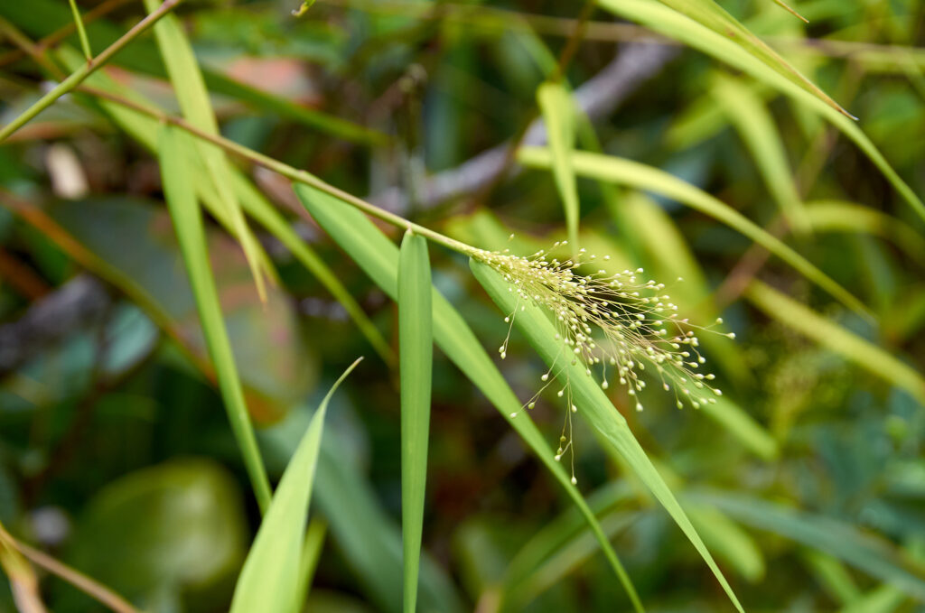 Isachne mauritiana - Maurice