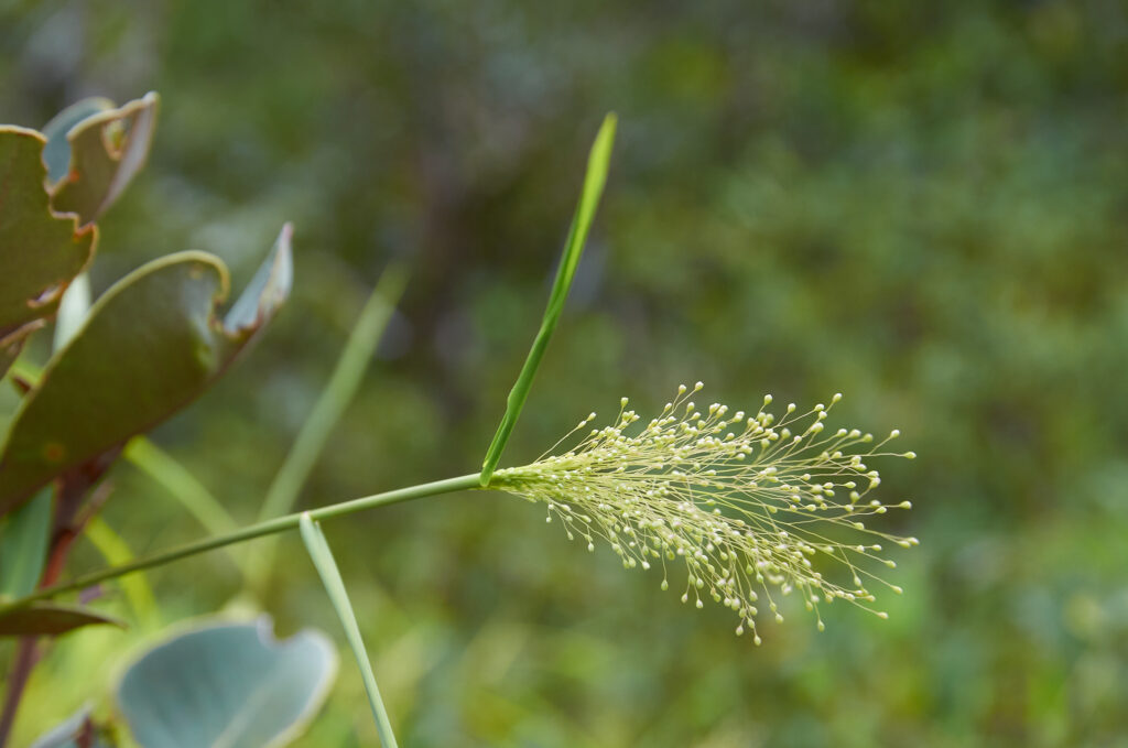 Isachne mauritiana -Maurice