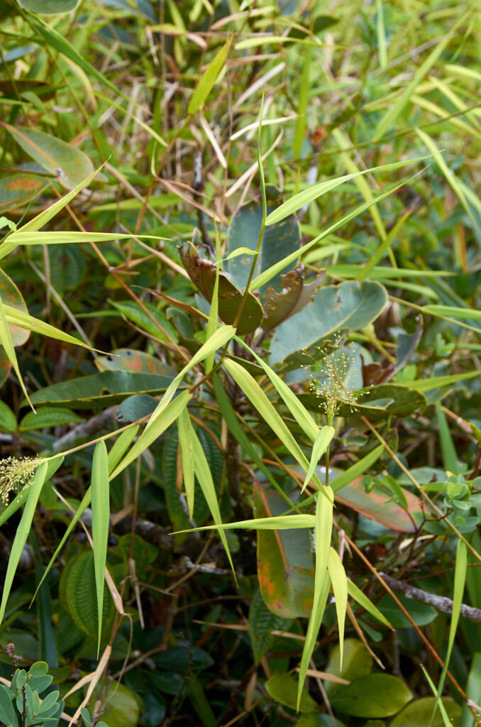 Isachne mauritiana - Maurice