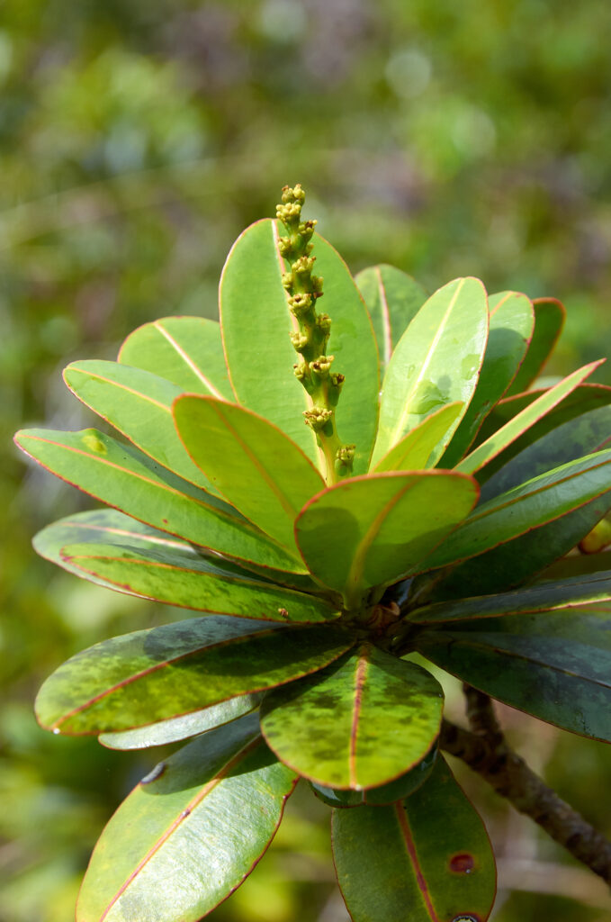 Stillingia lineata - Maurice