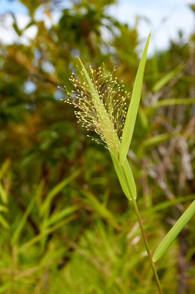 Isachne mauritiana - Maurice